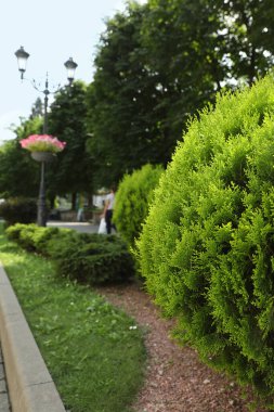 Açık havada büyüyen güzel bir thuja, yazı için yer. Bahçe işleri ve peyzaj.