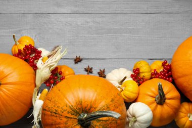 Şükran Günü. Gri ahşap masa üzerinde balkabaklarıyla düz kompozisyon, metin için boşluk