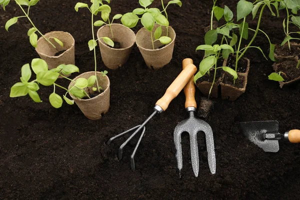 Seedlings in containers and gardening tools on ground outdoors, above view