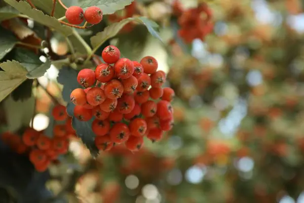 Rowan Tree Many Orange Berries Growing Outdoors Closeup Space Text — Stock Photo, Image