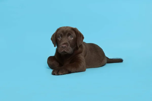 Cute chocolate Labrador Retriever puppy on light blue background