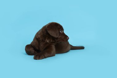 Açık mavi arka planda şirin bir çikolata Labrador Retriever köpeği.