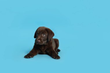 Açık mavi arka planda şirin bir çikolata Labrador Retriever köpeği, metin için alan