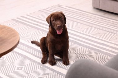 Evde halının üzerinde şirin bir Labrador Retriever köpeği var. Sevimli hayvan