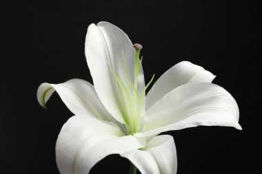 Siyah arka planda güzel beyaz zambak çiçeği, yakın plan