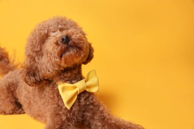 Turuncu arka planda sarı papyonlu sevimli Maltipoo köpeği. Metin için boşluk