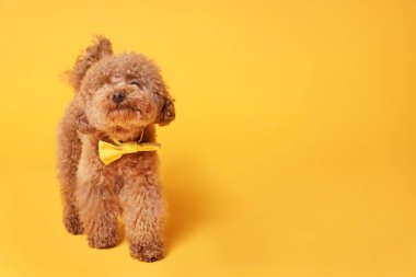 Turuncu arka planda sarı papyonlu sevimli Maltipoo köpeği. Metin için boşluk