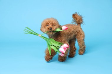 Tatlı Maltipoo köpeği açık mavi arka planda güzel laleler tutuyor.