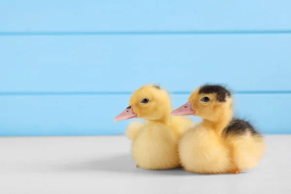 Baby animals. Cute fluffy ducklings on white wooden table near light blue wall, space for text