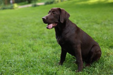 Parktaki yeşil çimlerde oturan sevimli Labrador Retriever köpeği, mesaj için yer var.