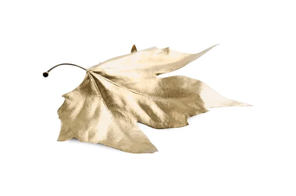 하나의 단풍잎 흰색에 — 스톡 사진