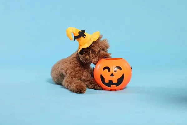 Boldog Halloweent Aranyos Maltipoo Kutya Díszített Kalap Sütőtök Kezelésére Vödör — Stock Fotó