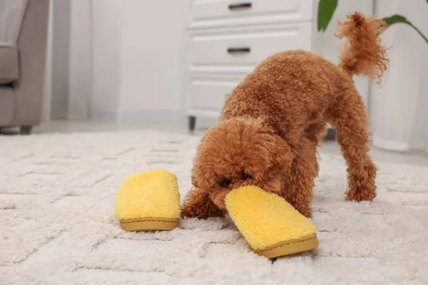 Cute Maltipoo dog near yellow slippers at home, space for text. Lovely pet