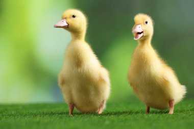 Yapay çimlerde sevimli tüylü ördek yavruları bulanık arka planda, yakın plan. Yavru hayvanlar