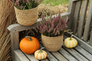 Saksılarda güzel çalılar ve açık havada ahşap banklarda bal kabakları.