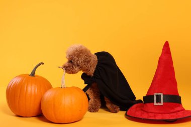 Turuncu arka planda Cadılar Bayramı kostümü giymiş şapkalı ve balkabaklı sevimli bir Maltipoo köpeği.