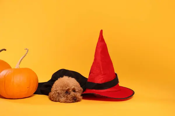 Aranyos Maltipoo Kutya Kalap Tök Öltözött Halloween Jelmez Narancs Háttér — Stock Fotó