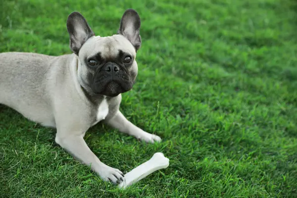 Cute French bulldog with bone treat on green grass outdoors, space for text. Lovely pet