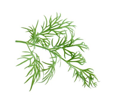 Taze dereotunun karışımı beyazda izole edilmiş.