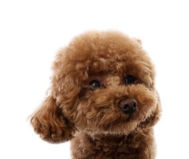 Beyaz arka planda sevimli bir Maltipoo köpeği. Sevimli hayvan