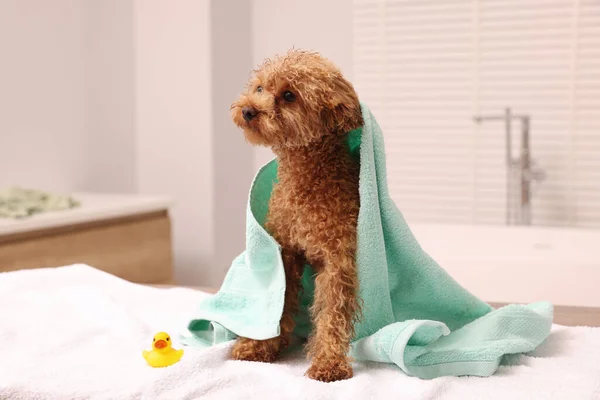 Cute Maltipoo dog wrapped in towel and rubber duck in bathroom. Lovely pet