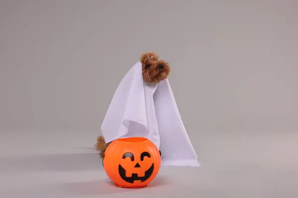 Boldog Halloweent Aranyos Maltipoo Kutya Öltözött Szellem Tök Kezelésére Vödör — Stock Fotó