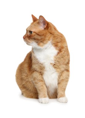 Beyaz arka planda sevimli kızıl kedi. Sevimli hayvan.