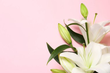 Pembe arka planda güzel beyaz zambak çiçekleri, düz uzanmış. Metin için boşluk