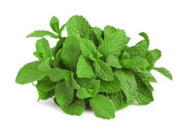 Yeşil yapraklı taze nane bitkisi beyaz üzerine izole edilmiş.