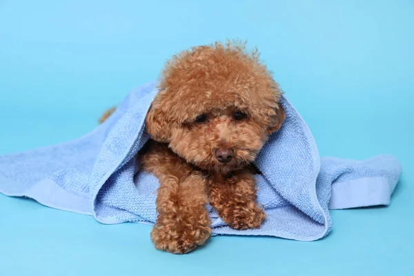 Cute Maltipoo dog wrapped in towel on light blue background