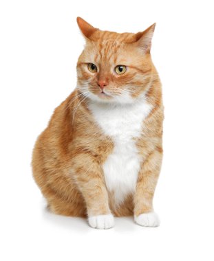 Beyaz arka planda sevimli kızıl kedi. Sevimli hayvan.