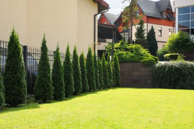 Güzel thuja ağaçları ve açık havada yeşil çimenler. Bahçe işleri ve peyzaj.