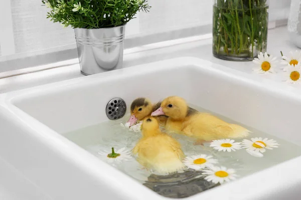 Cute fluffy ducklings swimming in sink with chamomiles indoors. Baby animals
