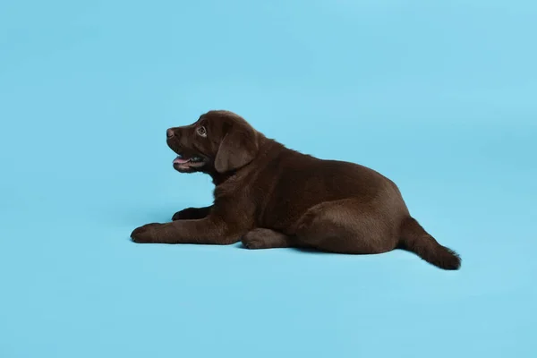Cute chocolate Labrador Retriever puppy on light blue background