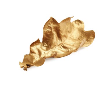 Beyaza izole edilmiş bir altın meşe yaprağı. Sonbahar mevsimi