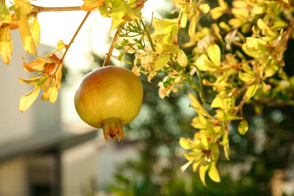 Granaatappelboom Met Rijp Fruit Buiten Zonnige Dag Close — Stockfoto