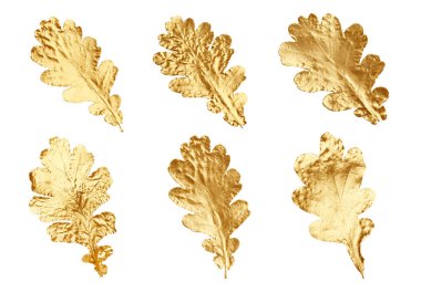 Güzel altın sonbahar yaprakları beyaz, kolleksiyonda izole.