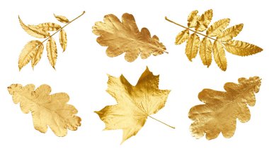 Farklı altın sonbahar yaprakları beyaz, kolleksiyonda izole