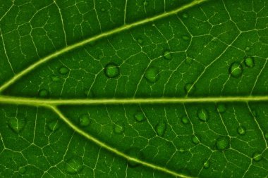 Arka planda su damlaları olan yeşil yaprağın makro fotoğrafı, üst görünüm
