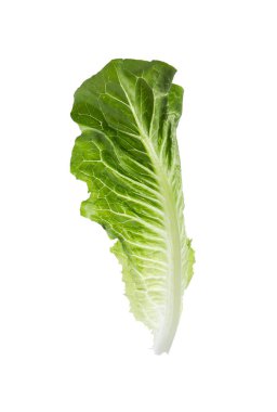 Taze yeşil marul yaprağı beyaza izole edilmiş.