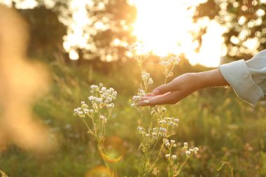 Çayırda yürüyen ve gün batımında güzel beyaz çiçeklere dokunan bir kadın.