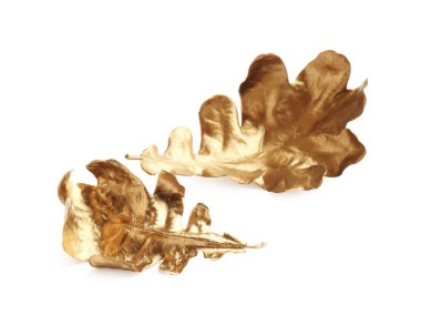 Beyazın üzerinde iki altın meşe yaprağı. Sonbahar mevsimi