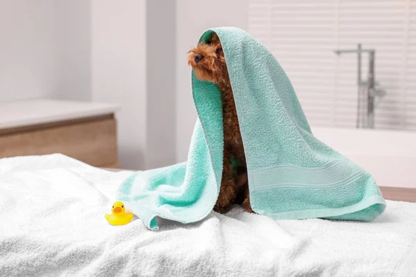 Cute Maltipoo dog wrapped in towel and rubber duck indoors, space for text. Lovely pet