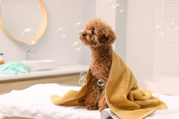 Cute Maltipoo dog wrapped in towel and soap bubbles in bathroom. Lovely pet