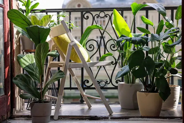 Relaxing atmosphere. Stylish chair with pillow surrounded by beautiful houseplants on balcony