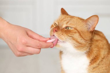 İçerideki sevimli kediye vitamin hapı veren kadın, yakın plan.
