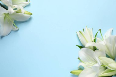 Açık mavi arka planda güzel beyaz zambak çiçekleri, düz yatıyordu. Metin için boşluk