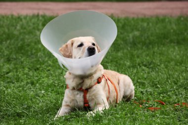 Dışarıda yeşil çimlerde uzanan Elizabeth dönemi tasmalı sevimli Labrador Retriever köpeği.