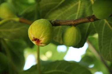 Bahçedeki ağaçta yetişen olgunlaşmamış incirler, yakın plan.