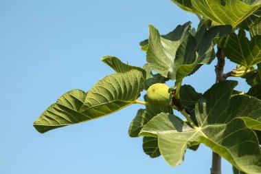 Ağaçta yetişen olgunlaşmamış incirler açık havada gökyüzüne karşı.